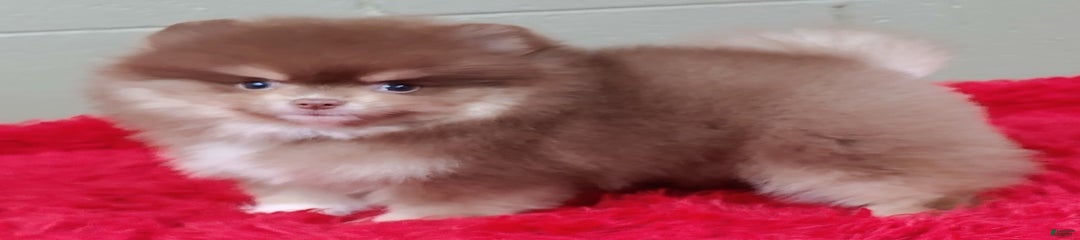 Jessy