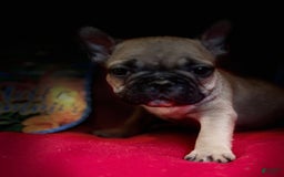 French Bulldog dogs for sale: Laia - Image 4