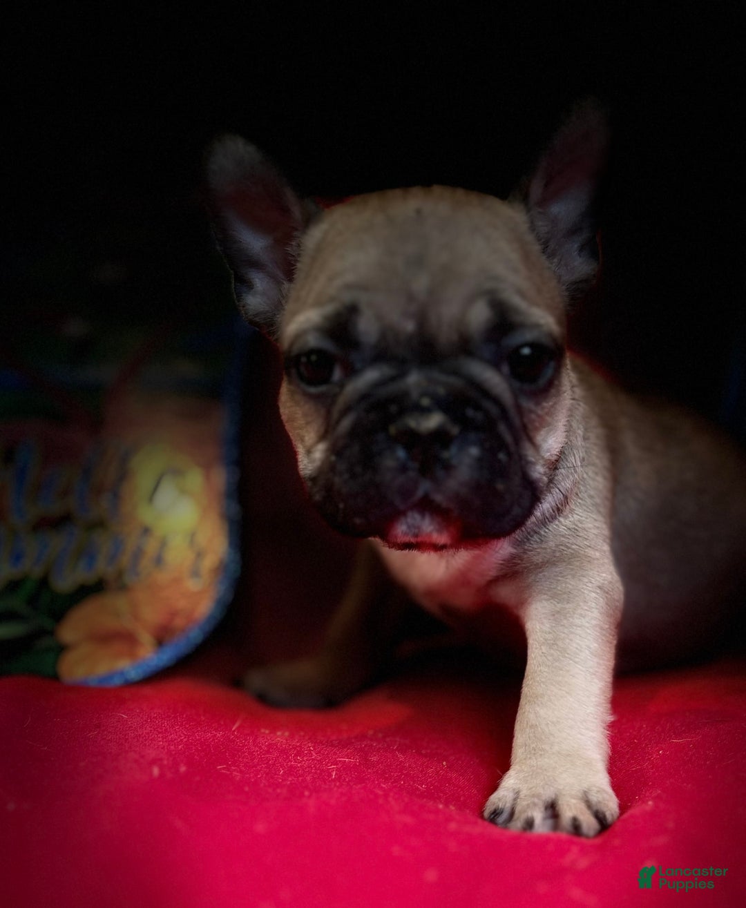 French Bulldog dogs for sale: Laia - Image 4