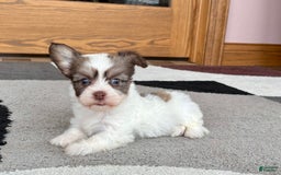Coton De Tulear dogs for sale: Rita - Image 5