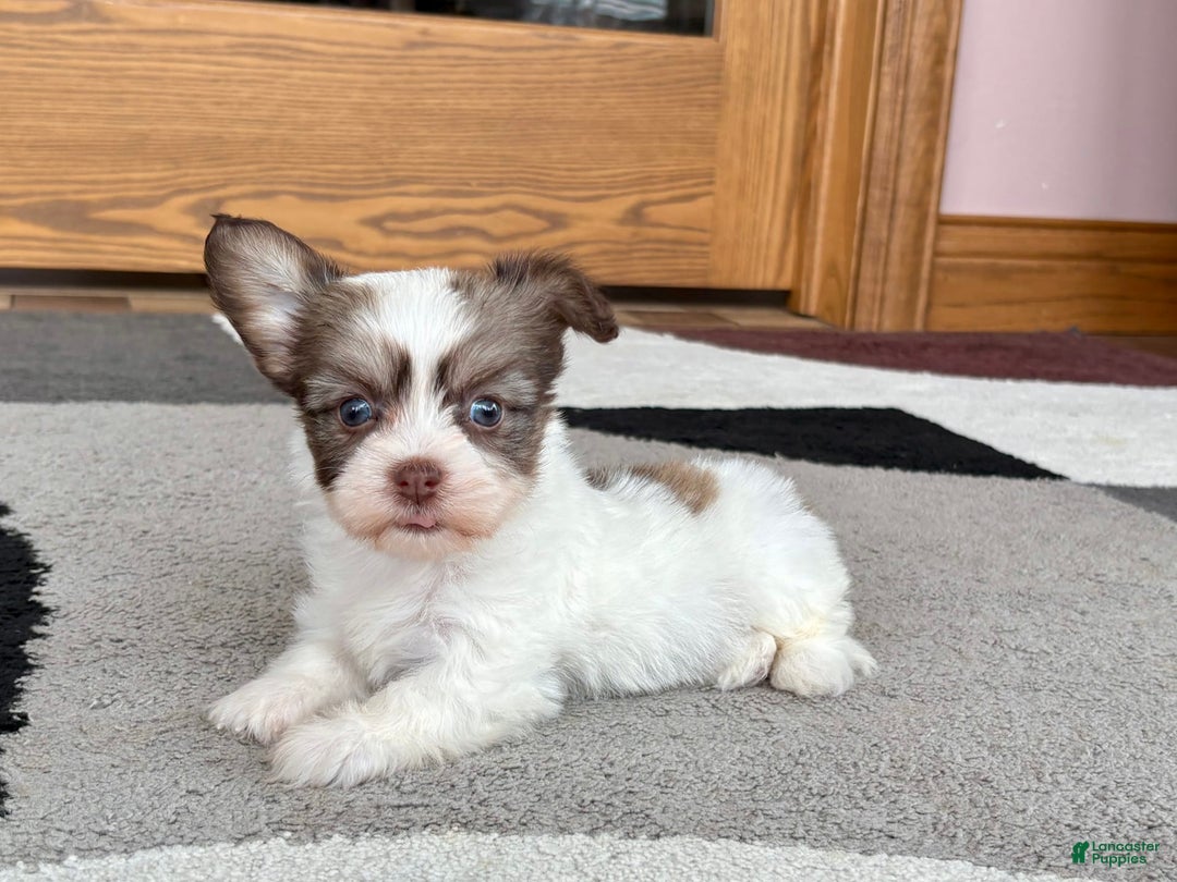 Coton De Tulear dogs for sale: Rita - Image 5