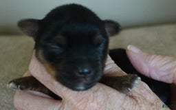 Yorkshire Terrier dogs for sale: Dodge - Image 5