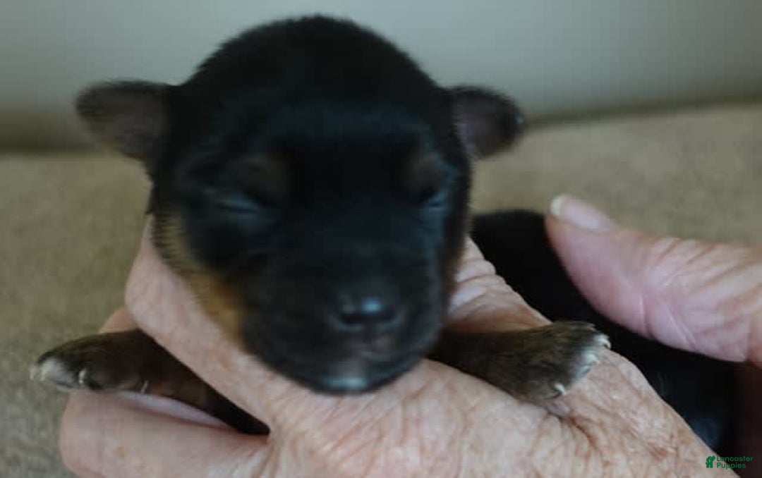 Yorkshire Terrier dogs for sale: Dodge - Image 5