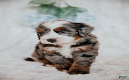 Mini Bernedoodle dogs for sale: Micky F1b - Image 3
