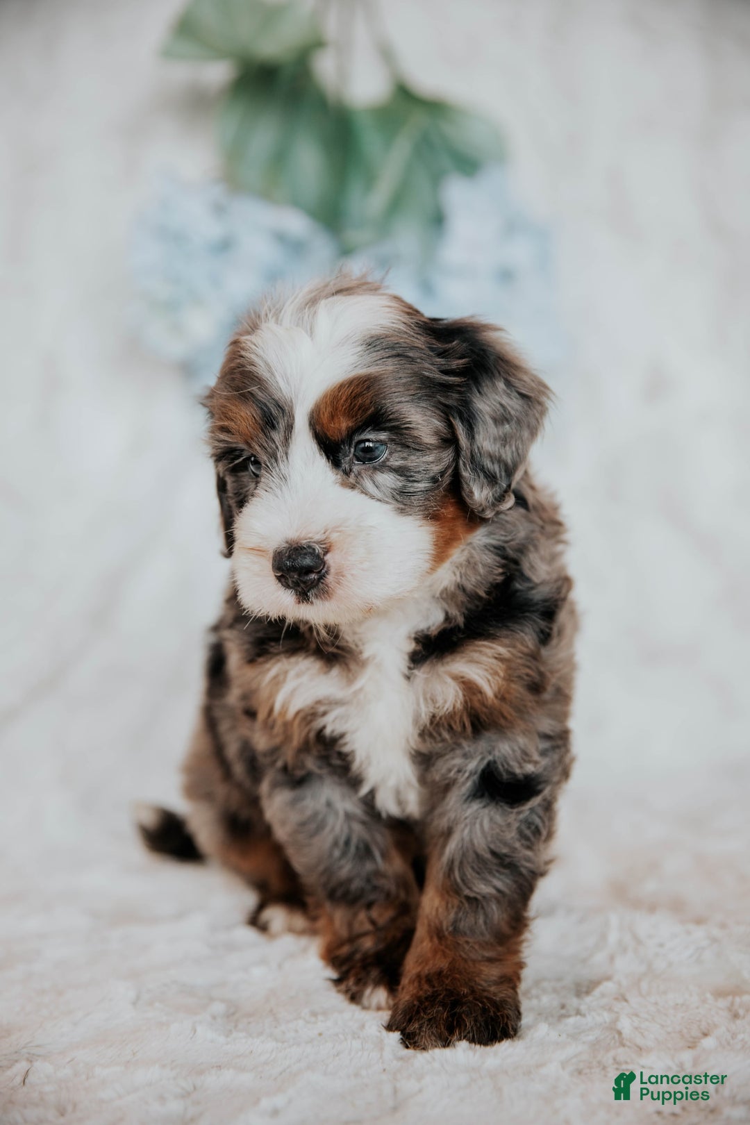 Mini Bernedoodle dogs for sale: Micky F1b - Image 3