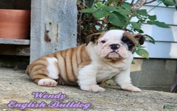 English Bulldog dogs for sale: Wendy - Image 21