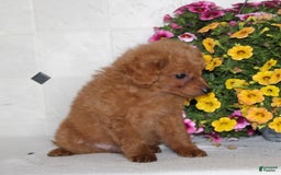 Sheltiedoodle dogs for sale: Charlie - Image 1