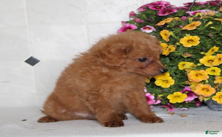 Sheltiedoodle dogs for sale - Ad 1