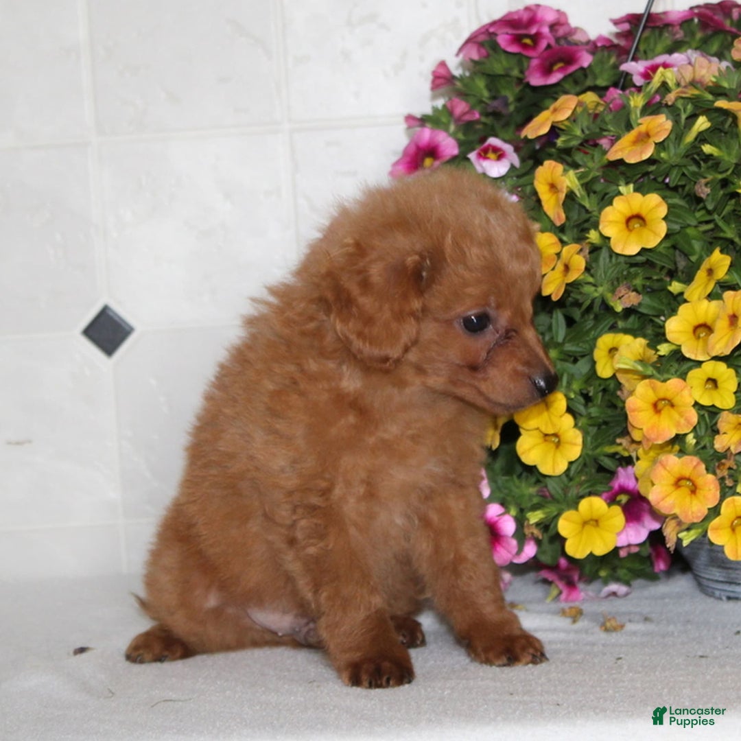 Sheltiedoodle dogs for sale: Charlie - Image 1