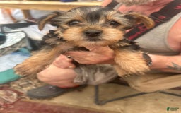 Chihuahua dogs for sale: Chorkie - Image 1
