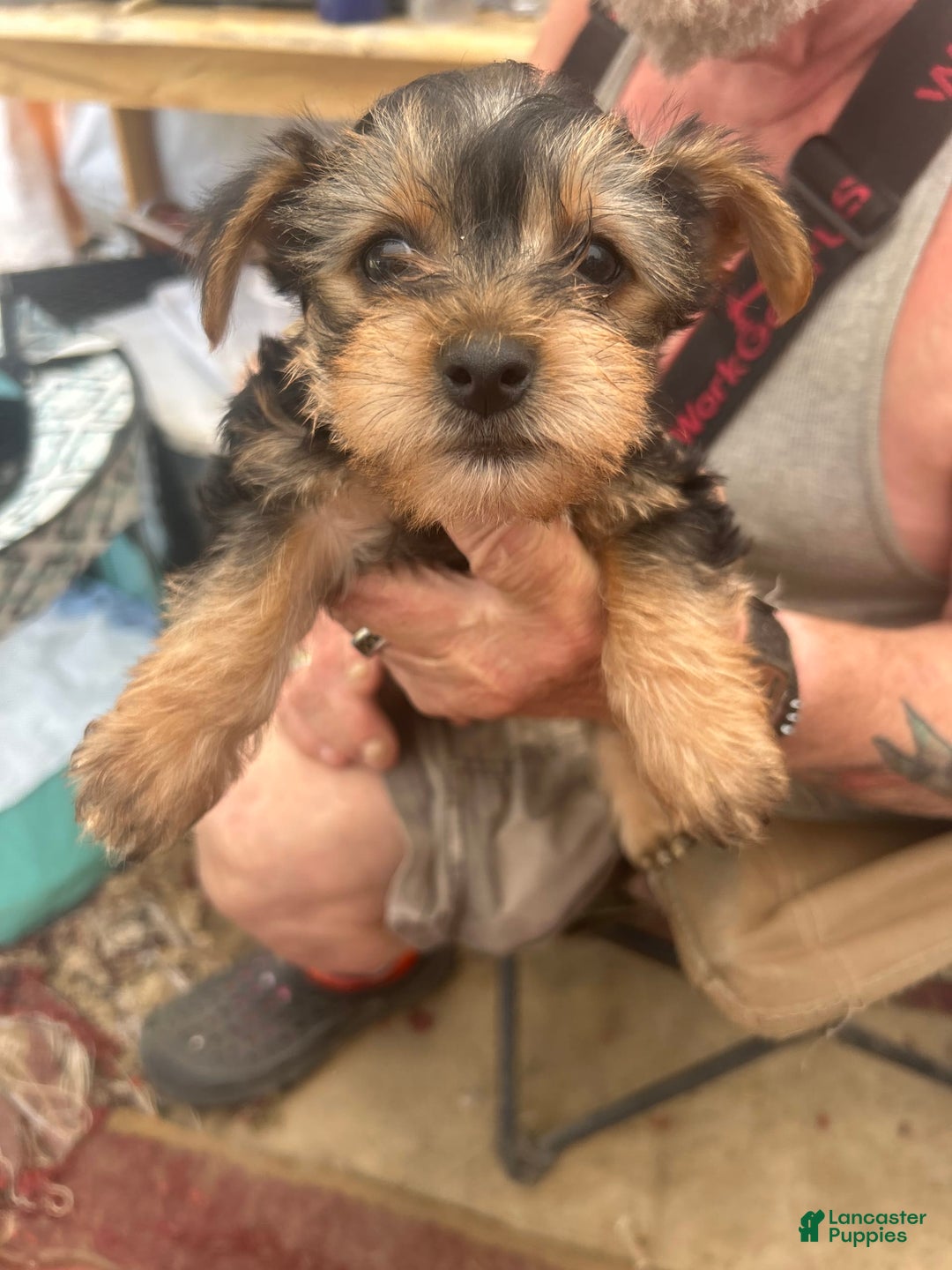Chihuahua dogs for sale: Chorkie - Image 1