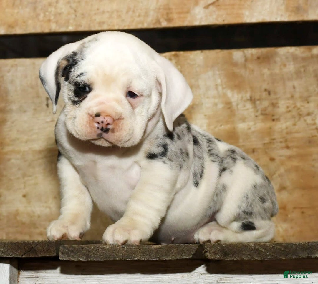 Beabull dogs for sale: Sunny - Image 1