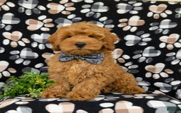 Cockapoo dogs for sale: Ferguson - Image 10