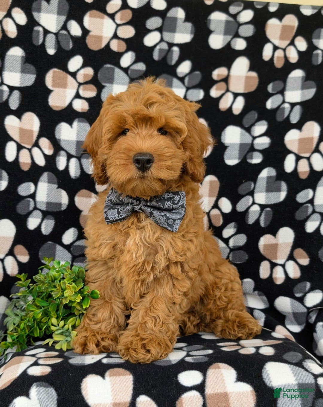 Cockapoo dogs for sale: Ferguson - Image 10