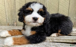 Mini Bernedoodle dogs for sale: 💙 Boston Ma 💙 Mini Bernedoodle - Image 5