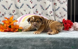 English Bulldog dogs for sale: Kolton 6848 - Image 5