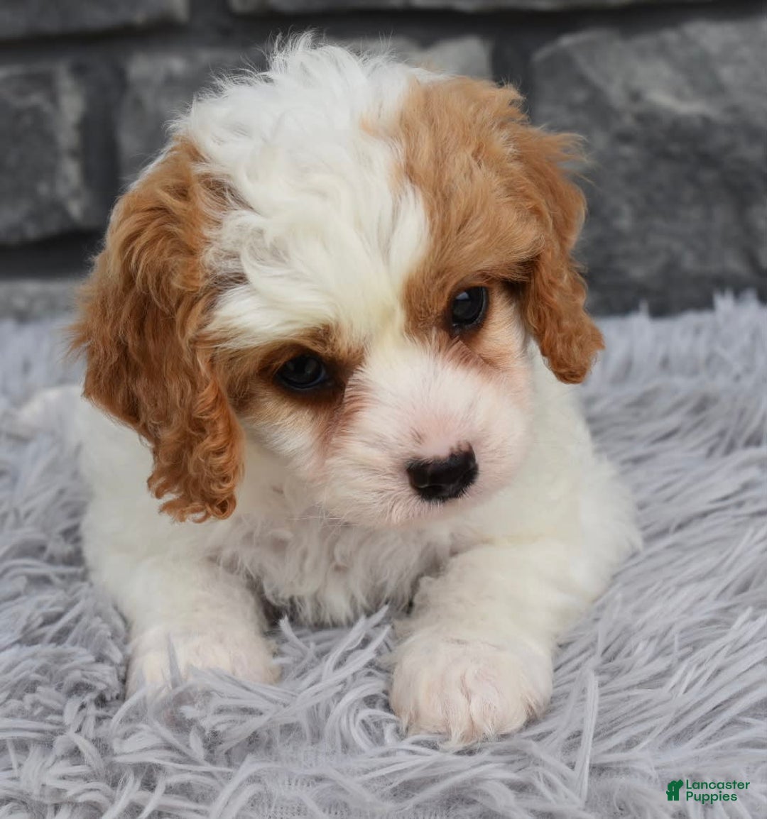 Cavapoo dogs for sale: Abby - Image 4
