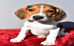 Beagle dogs for sale: Bo - Image 5