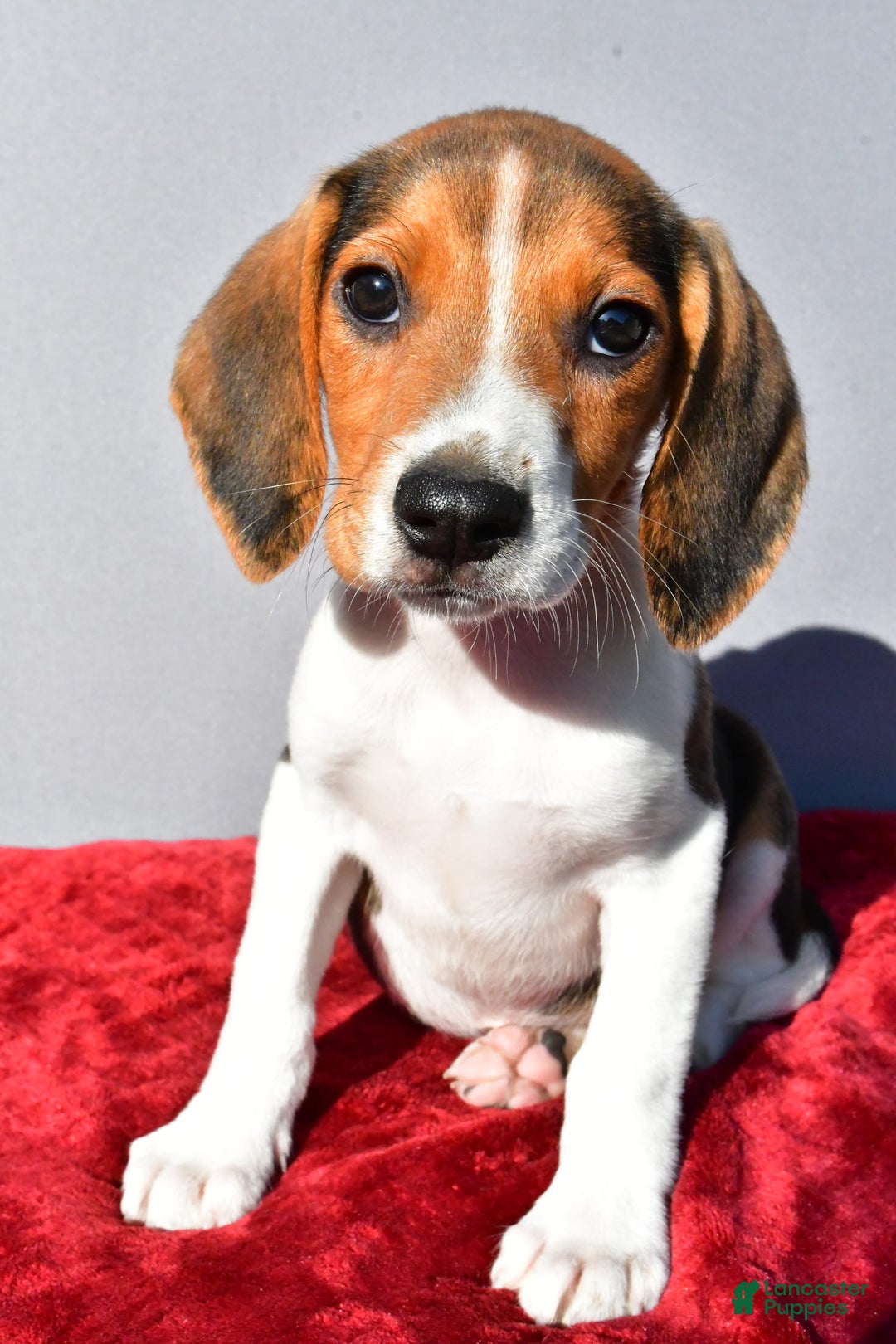 Beagle dogs for sale: Bo - Image 5