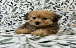 Shorkie dogs for sale: Sydney - Image 6