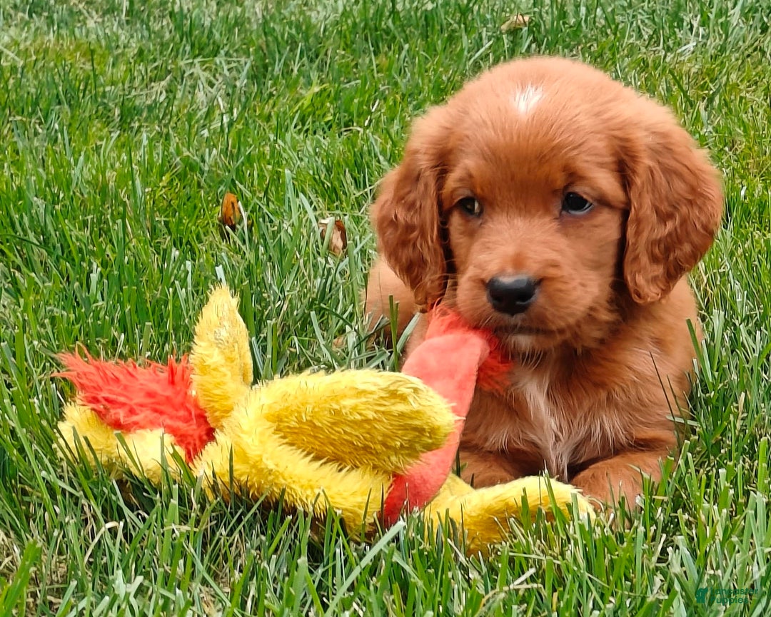 Goldendoodle dogs for sale: Ranger - Image 11