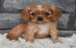 Cavalier King Charles Spaniel dogs for sale: Blaze - Image 8
