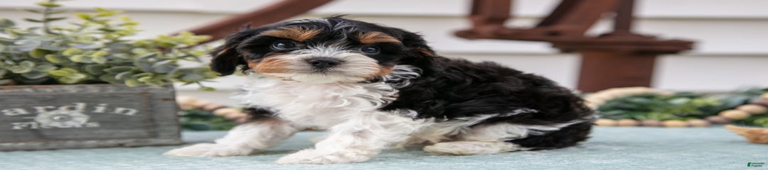 Pepper