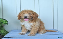 Mini Goldendoodle dogs for sale: Nollie - Image 2