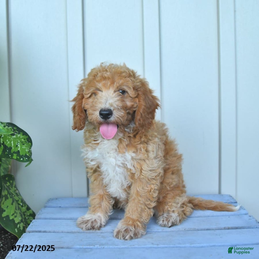 Mini Goldendoodle dogs for sale: Nollie - Image 2