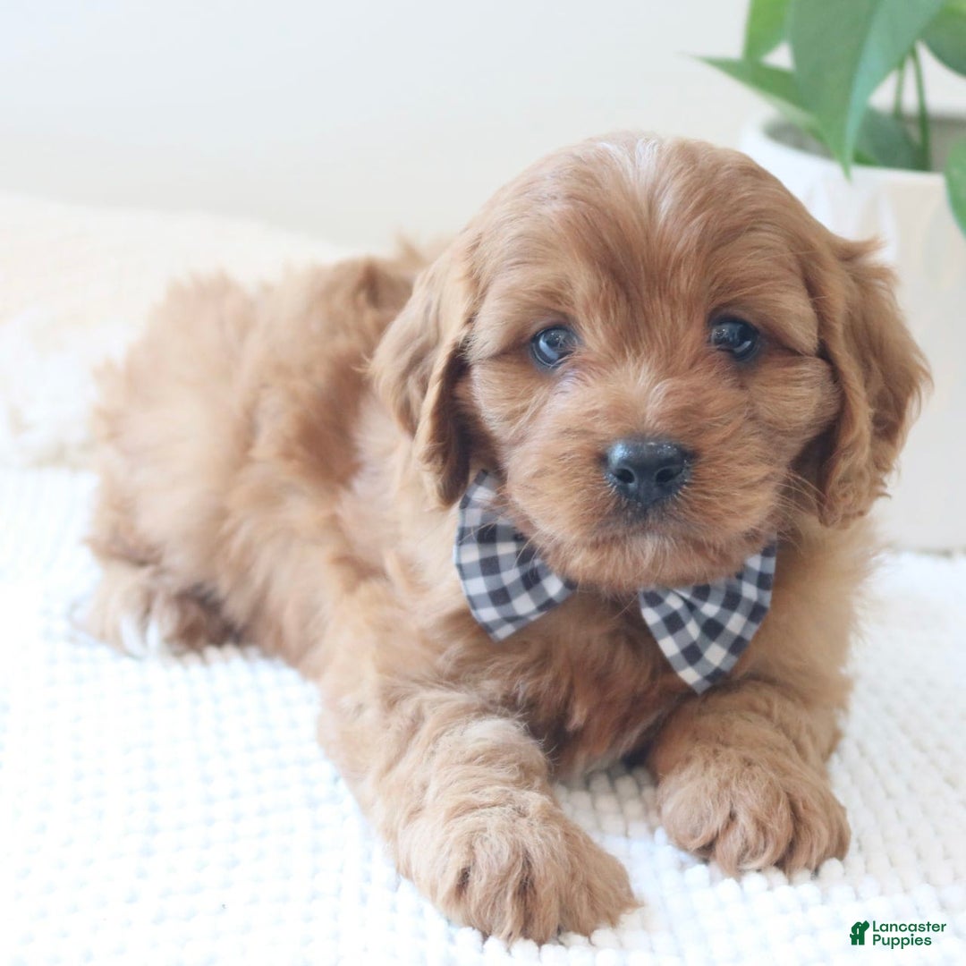 Cavapoo dogs for sale: Flash - Image 2