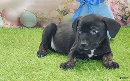 Catahoula Leopard Dog dogs for sale: Juliet 2025 M7 Catahoula puppy - Image 4