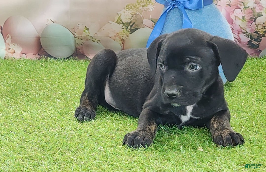 Catahoula Leopard Dog dogs for sale: Juliet 2025 M7 Catahoula puppy - Image 4