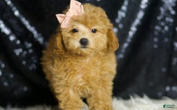 Miniature Poodle dogs for sale: Pika - Image 3
