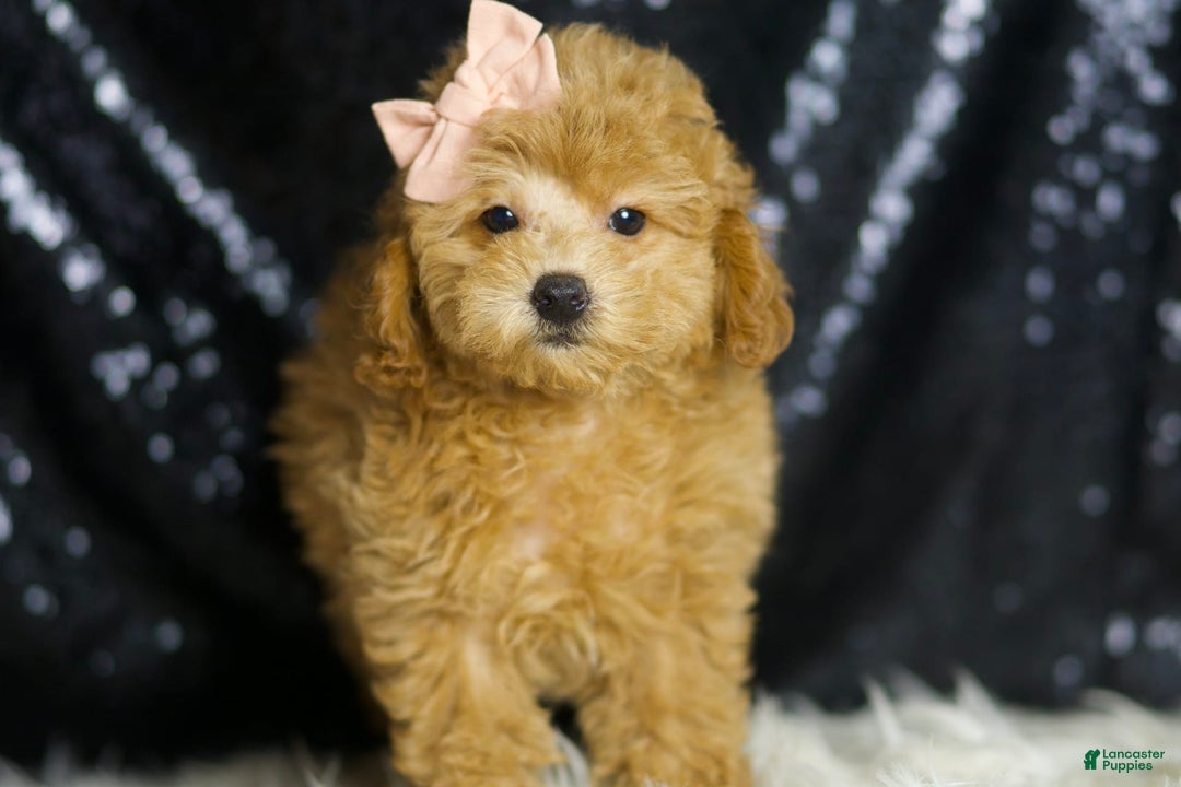Miniature Poodle dogs for sale: Pika - Image 3