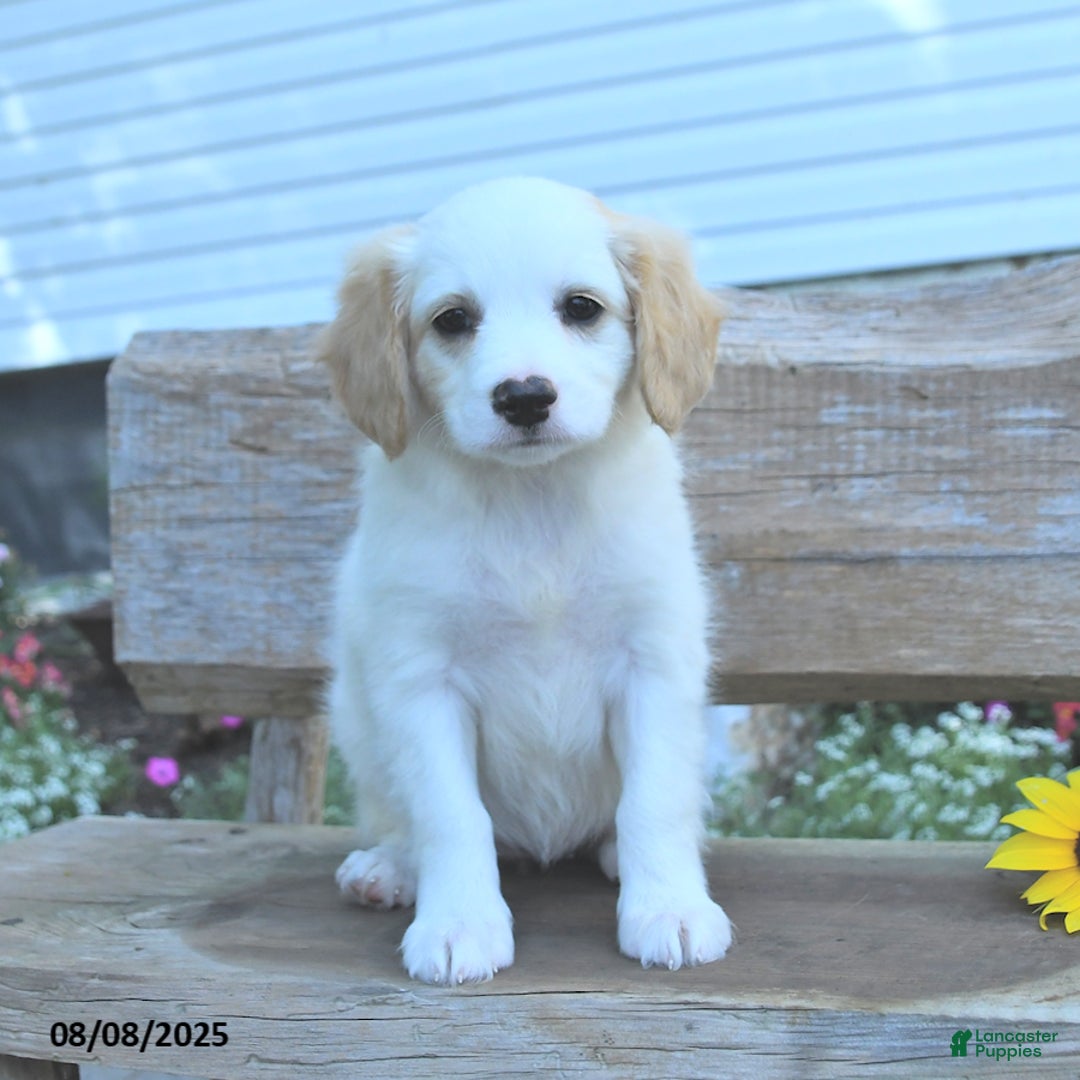 Border Collie dogs for sale: Ruby - Image 1
