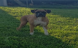 Boxer dogs for sale: Ozzy - Image 4