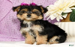 Yochon dogs for sale: York-Chon 5 puppies - Image 2