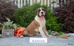 Boxer dogs for sale: Ranger - Image 2