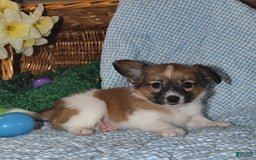 Papillon dogs for sale: Pluto - Image 25