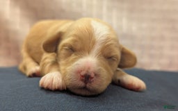 Cockapoo dogs for sale: Snotlout - Image 12
