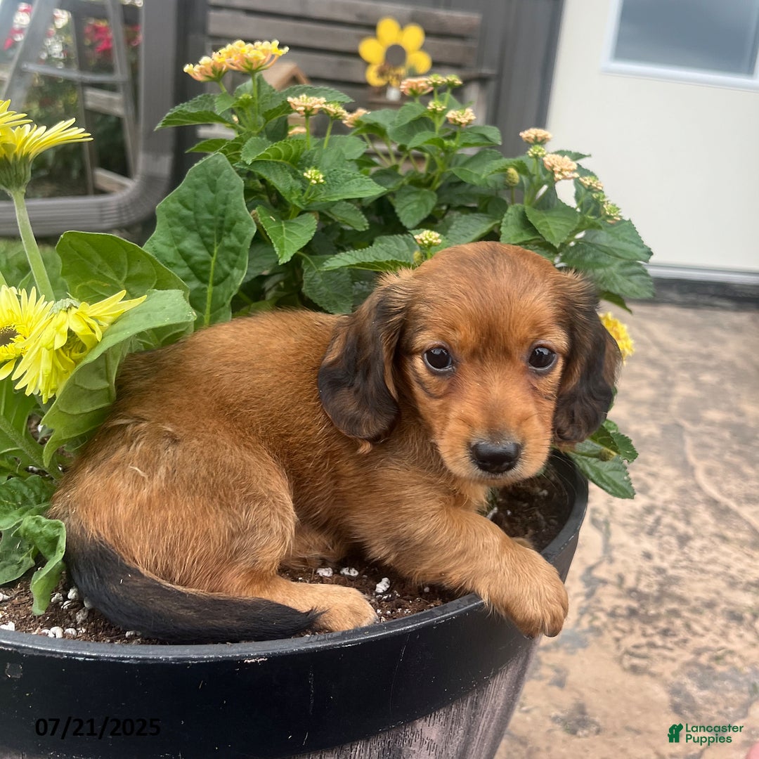 Miniature Dachshund dogs for sale: Nancy - Image 3