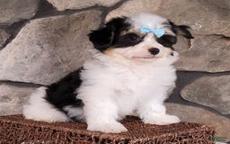 Havanese dogs for sale: Danny - Image 7