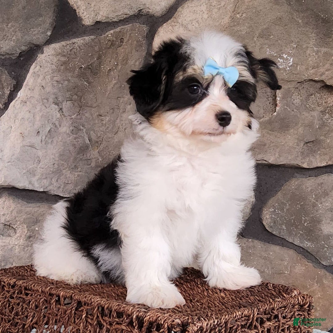 Havanese dogs for sale: Danny - Image 7
