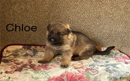 German Shepherd dogs for sale: Chloe - Image 5