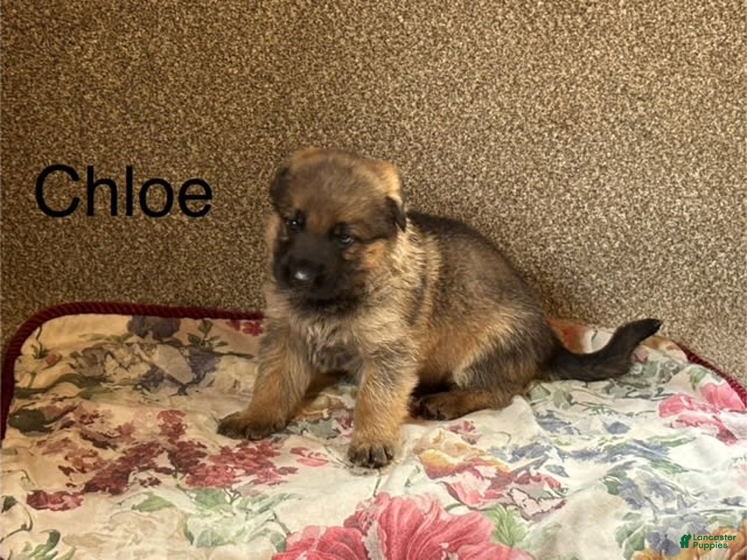 German Shepherd dogs for sale: Chloe - Image 5