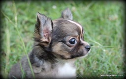Chihuahua dogs for sale: Petite Lonhair Ora - Image 2