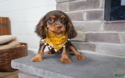 Cavalier King Charles Spaniel dogs for sale: Lance - Image 1