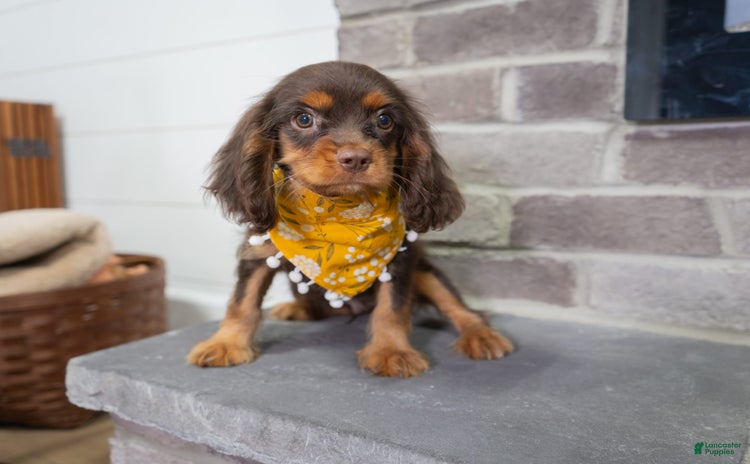 Cavalier King Charles Spaniel dogs for sale - Ad 5