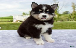 Pomsky dogs for sale: Ben - Image 1
