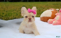 French Bulldog dogs for sale: Snow - Image 6